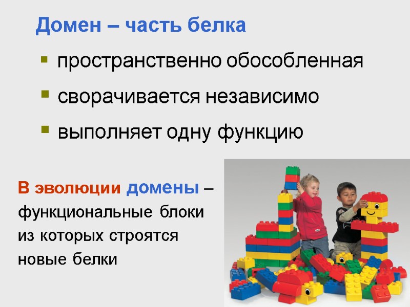 Домен – часть белка  пространственно обособленная  сворачивается независимо  выполняет одну функцию